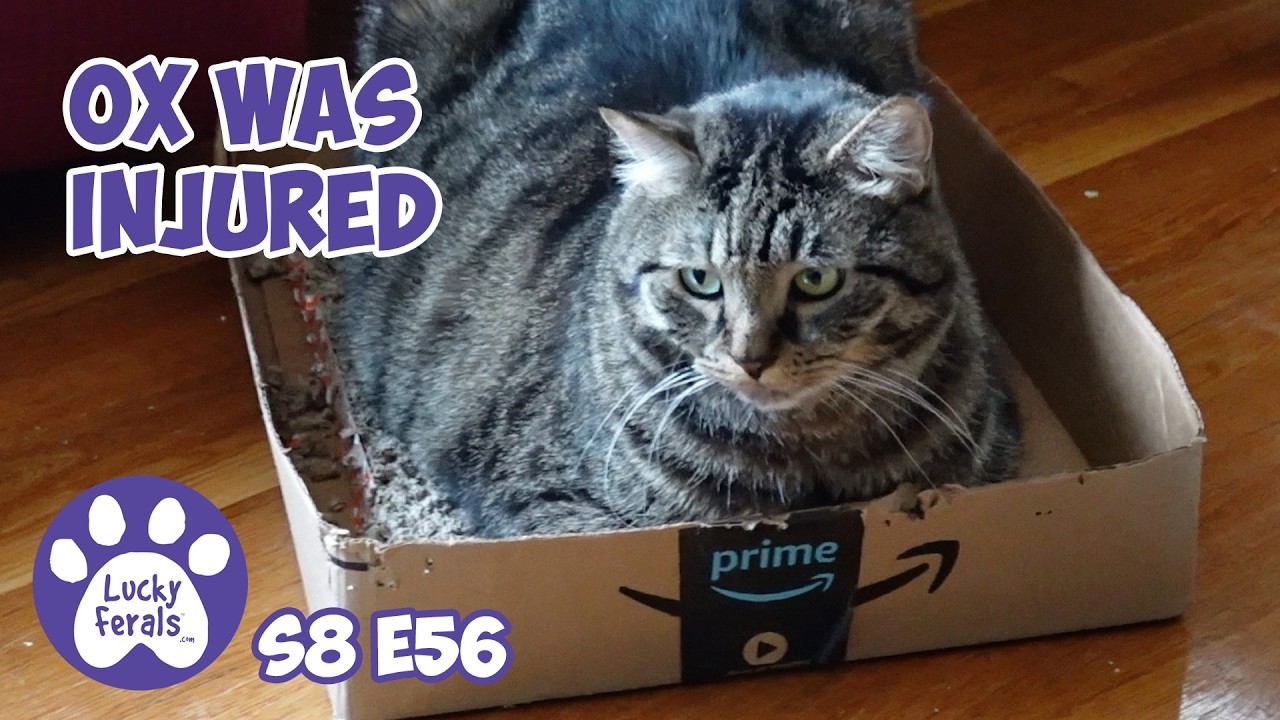 More Cats In The Christmas Tree, Ox Is Injured - S8 E56 Lucky Ferals Cat Vlog With 11 Cats