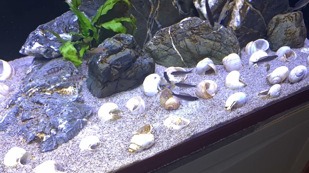 Lamprologus Ocellatus Gold. Fight