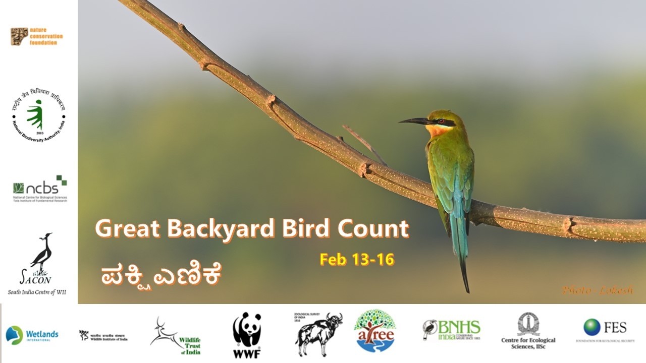 Great Backyard Bird Count 2026 - Karnataka, ಪಕ್ಷಿಗಳ ಎಣಿಕೆ
