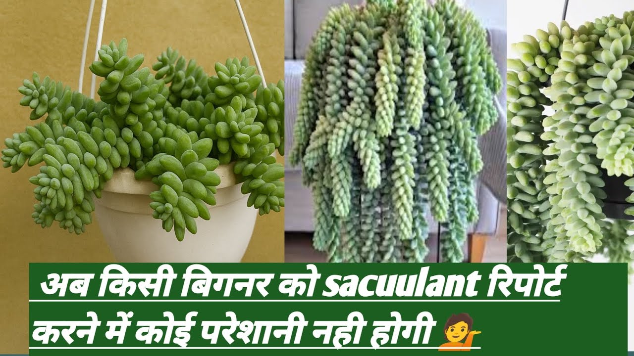 Burro's tail plant ki reporting  how to report sacuulant The potted plant with me 