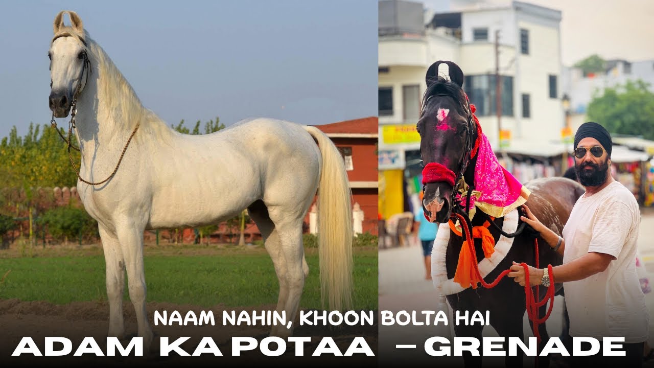 🔥 ADAM ka POTAA GRENADE | Punjab to Hazur Sahib | Patwari x Tank Bloodline | Tiwana Stud #hazursahib