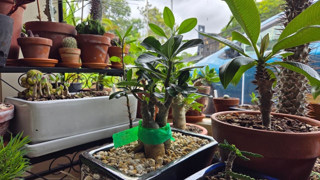 FRANKENSTEIN Adenium Desert rose project