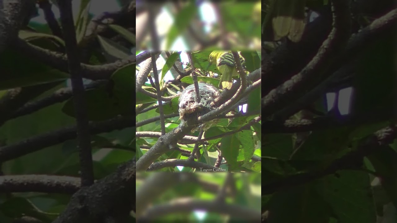 common iora nest  #birds #nature #birdnest
