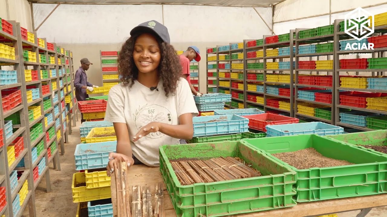 The BSF Farming in Kenya | Funded by the  Australian Embassy