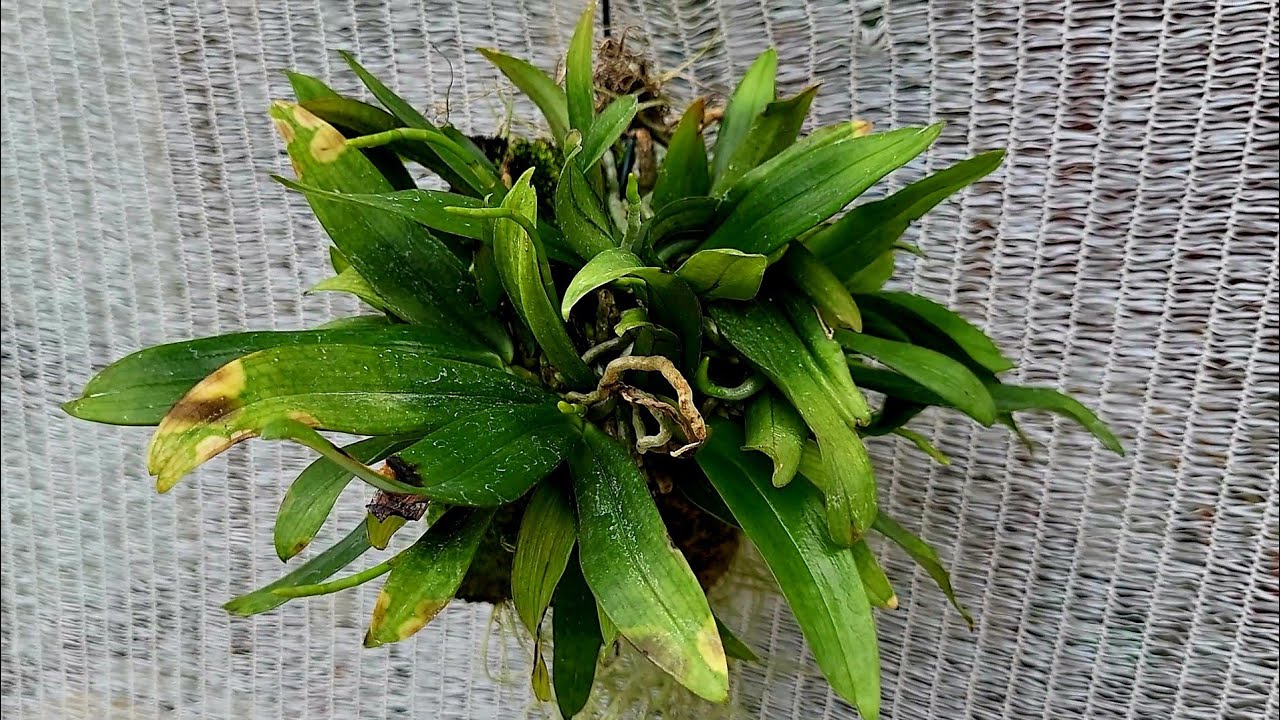 Aerangis luteola var. rhodosticta. Пошкоджений, але несподівано багато квітконосів у орхідеї.