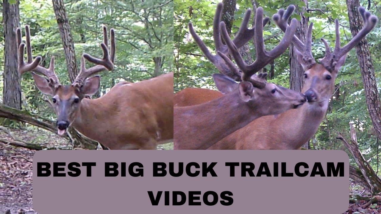 Best Big Buck Trail Cam Videos with Up Close Encounters
