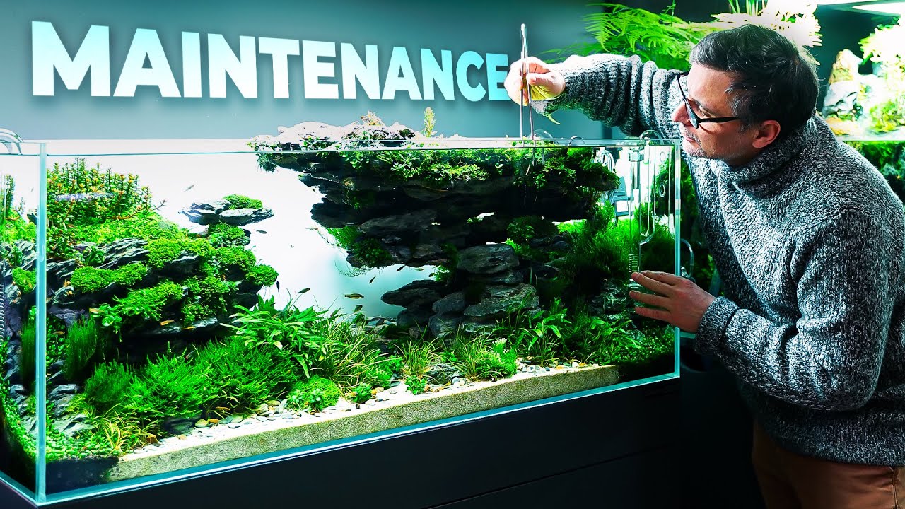 Complete Maintenance on LONG TRAN HOANG's Stunning Aquascape