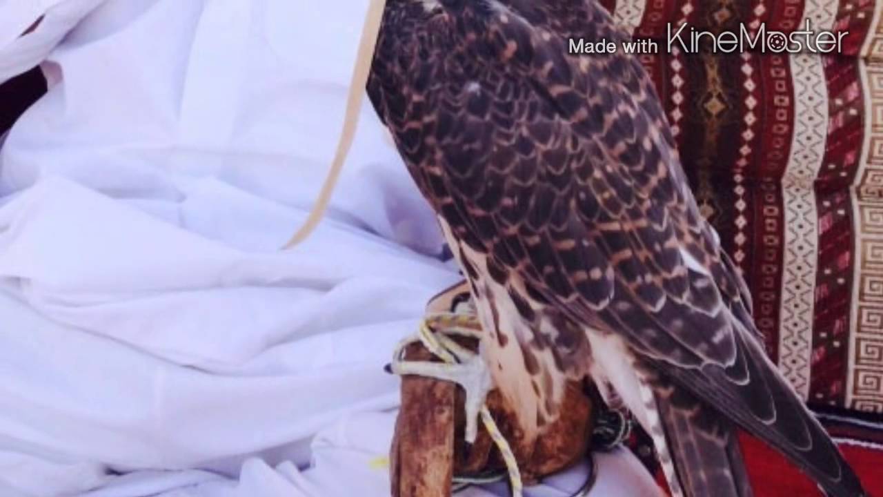 ياشاكي علي دنياي شبعان من دنياي تصميم الشاطئ المهجور