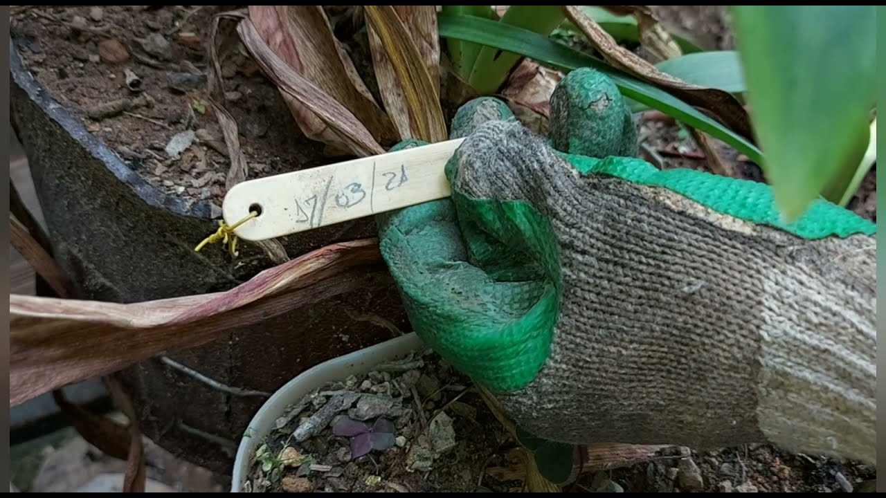 Dormência de Amarílis