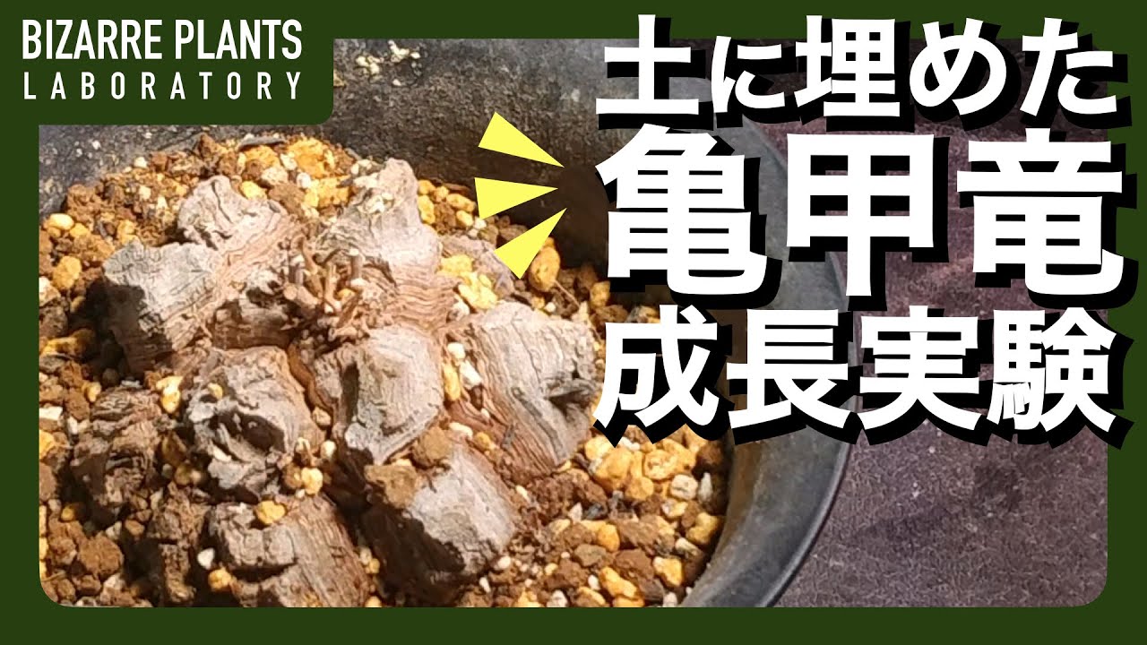 【亀甲竜】ディオスコレア1年間の成長記録・土に埋めてみた