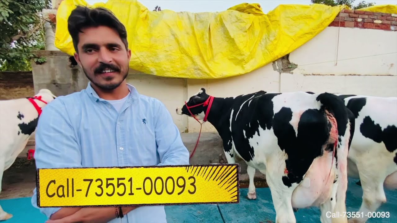 ABS,,Denmark cow // Milk-45 Liter per day // High Breed at Gurwinder Dairy Farm