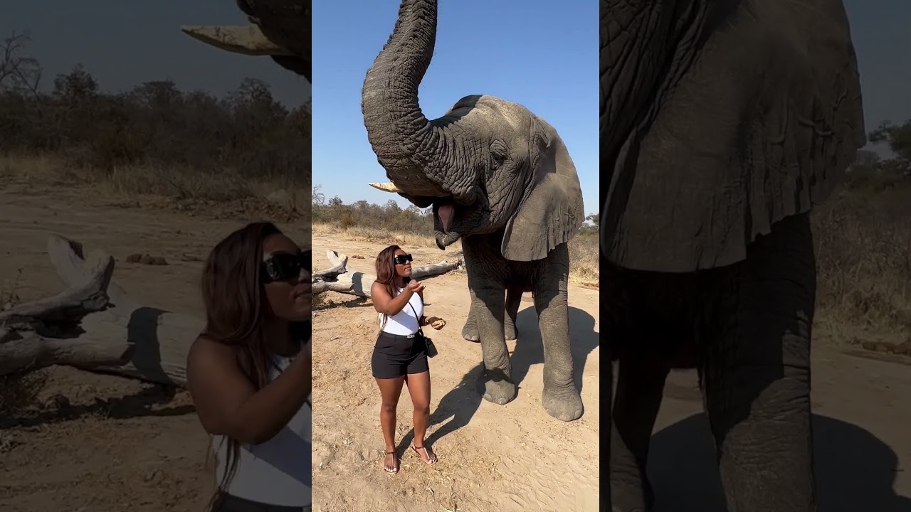 Elephant experience in Zimbabwe 🇿🇼