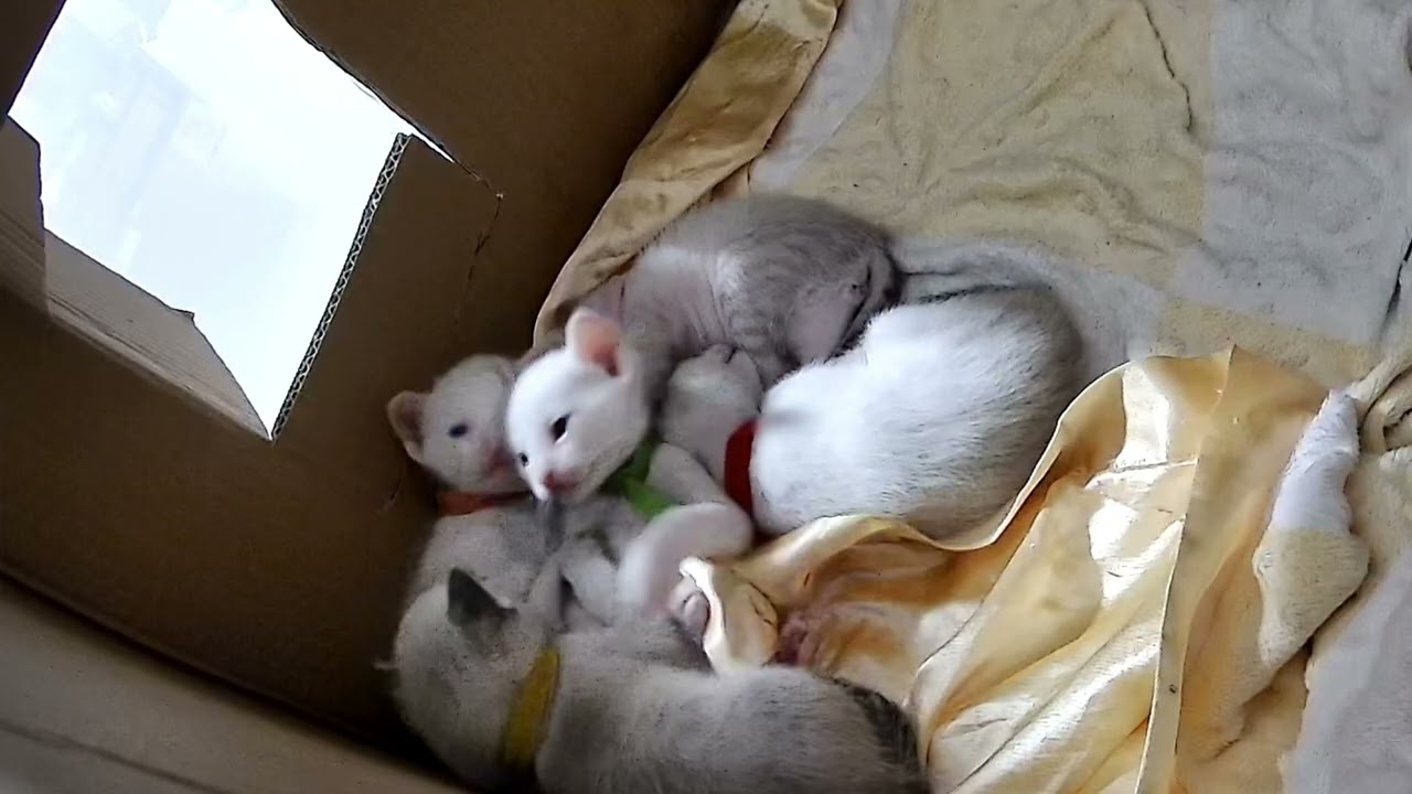 #LIVE ! 009 奶喵日常 ! Daily dose of tiny purrs and milk breath.❤️ #Family  #KittenLife #貓家族 #貓爸貓媽
