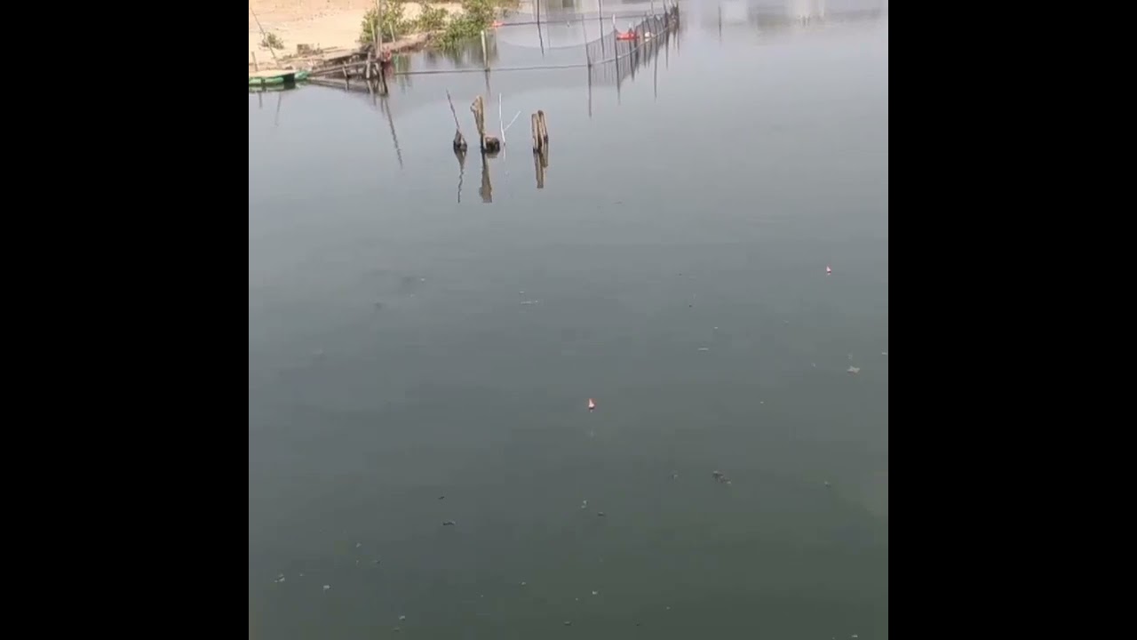 PENAMPAKAN IKAN KAKAP PUTIH||BARAMUNDI BABON, 😱