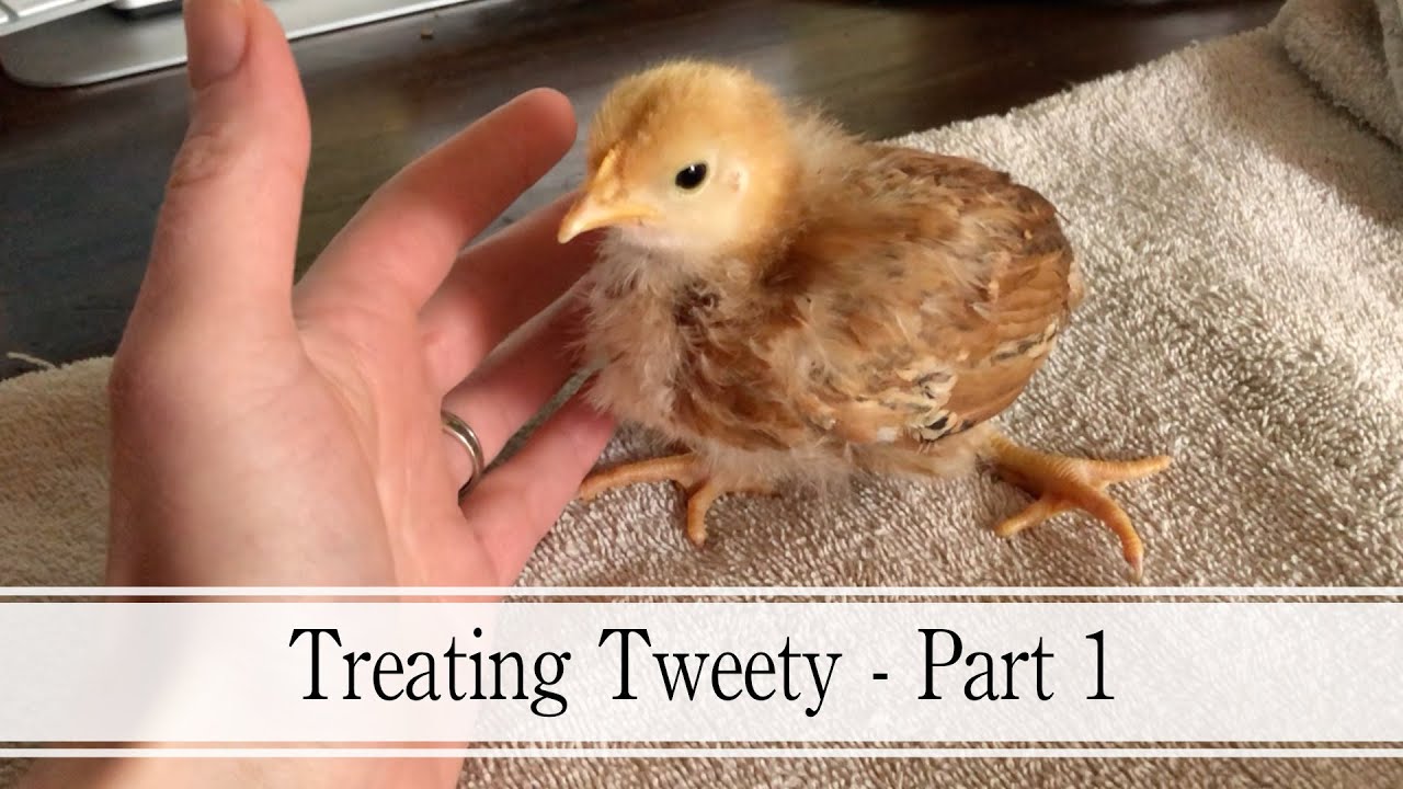 Treating Tweety for Twisted Tibia - Part 1
