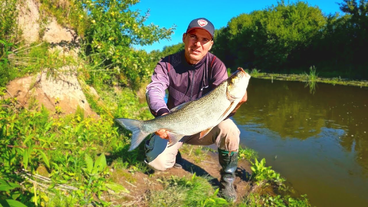 ЖЕРЕХ на річці Горинь. Ловля на воблери Zip Baits Rigge 56s