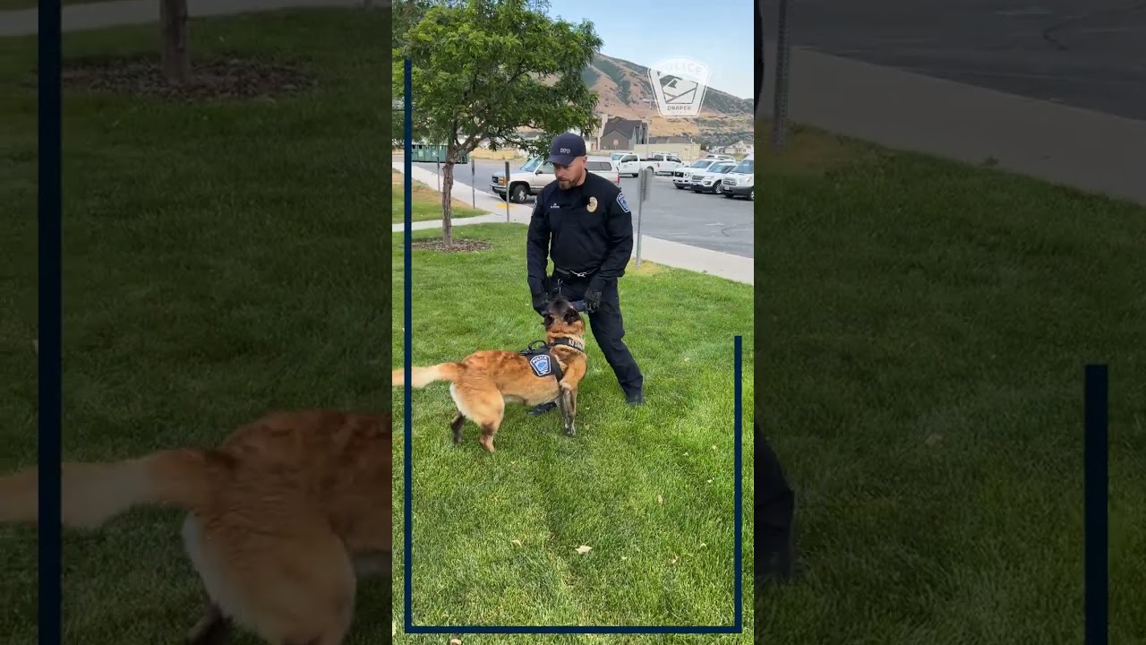 Meet K9 Daavo Part 4