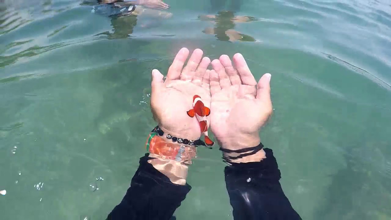 Beach View 14 How To Catch Clown Fish Using Only Hands