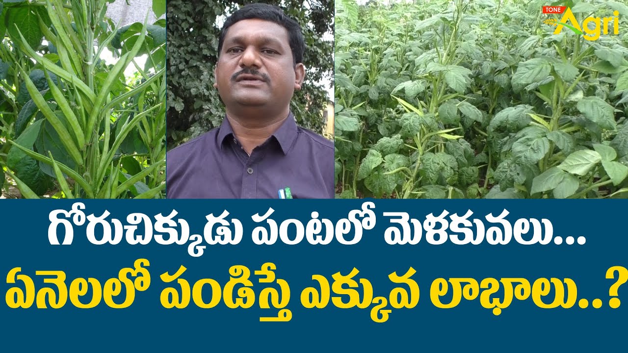 Gorchikkudu Cluster Bean | గోరుచిక్కుడు పంటలో మెళకువలు.. ఏనెలలో పండిస్తే ఎక్కువ లాభాలు..? Tone Agri