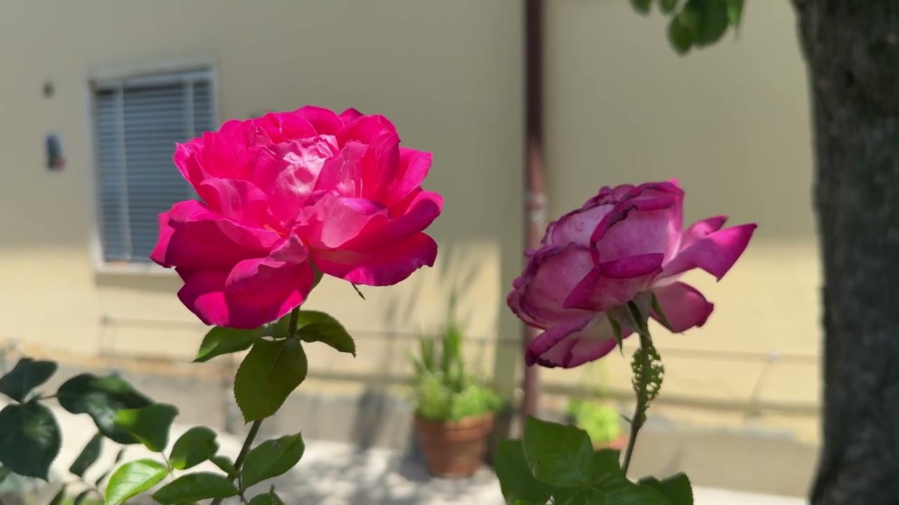 841 - PIANTA CON FIORI ROSSI DELLA NATURA - BELLISSIMA STUPENDA SUPER MERAVIGLIOSA - MAGGIO 2025