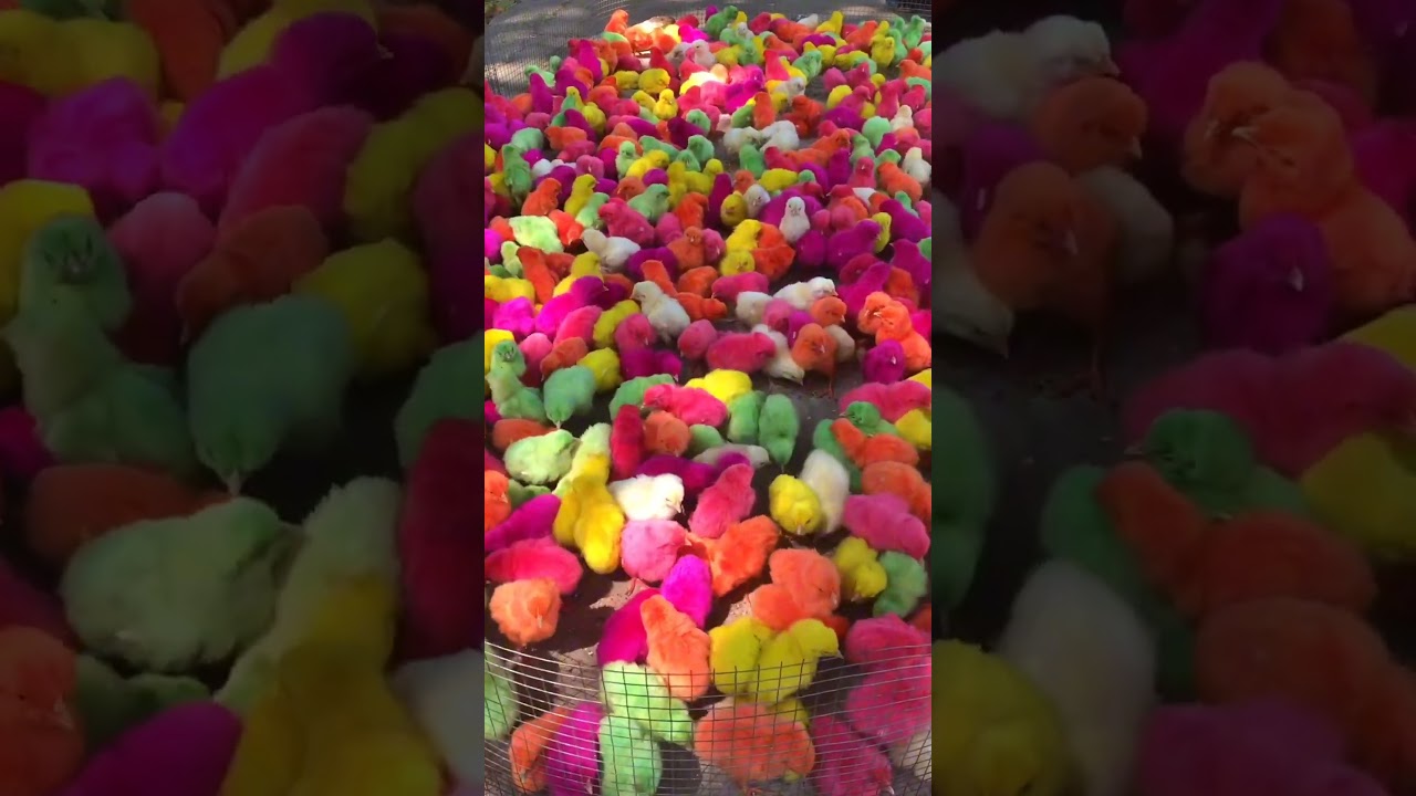 Catch cute 🥰 chickens colorful chickens 🐣 rainbow chicken 🐥 #shorts #trending #ytshorts #chicken