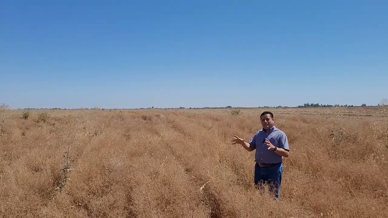 Campo en Produccion de Semilla de Cilantro.