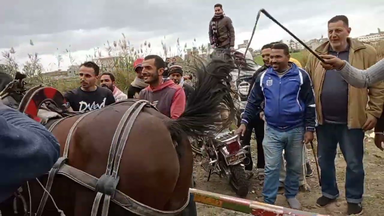 أدب الخيل العربي الاصيل