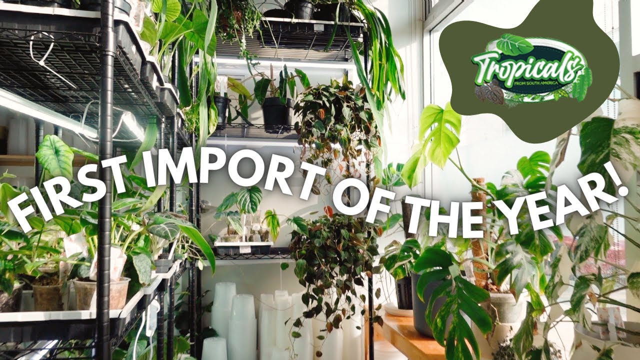 I GOT MY DREAM STRAPPY ANTHURIUM! Tropicals Plants (Equaflor-a) pop up show + starting acclimation