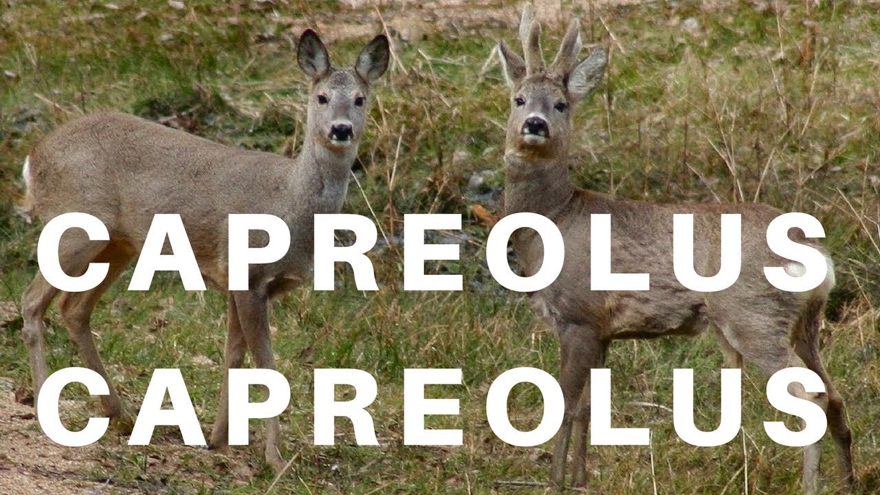 The European roe deer - Capreolus capreolus 1