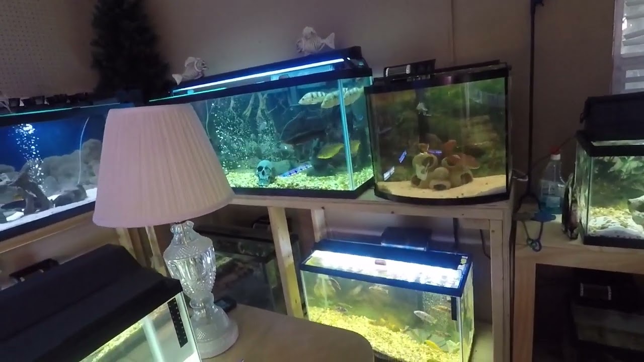 Fish Room
