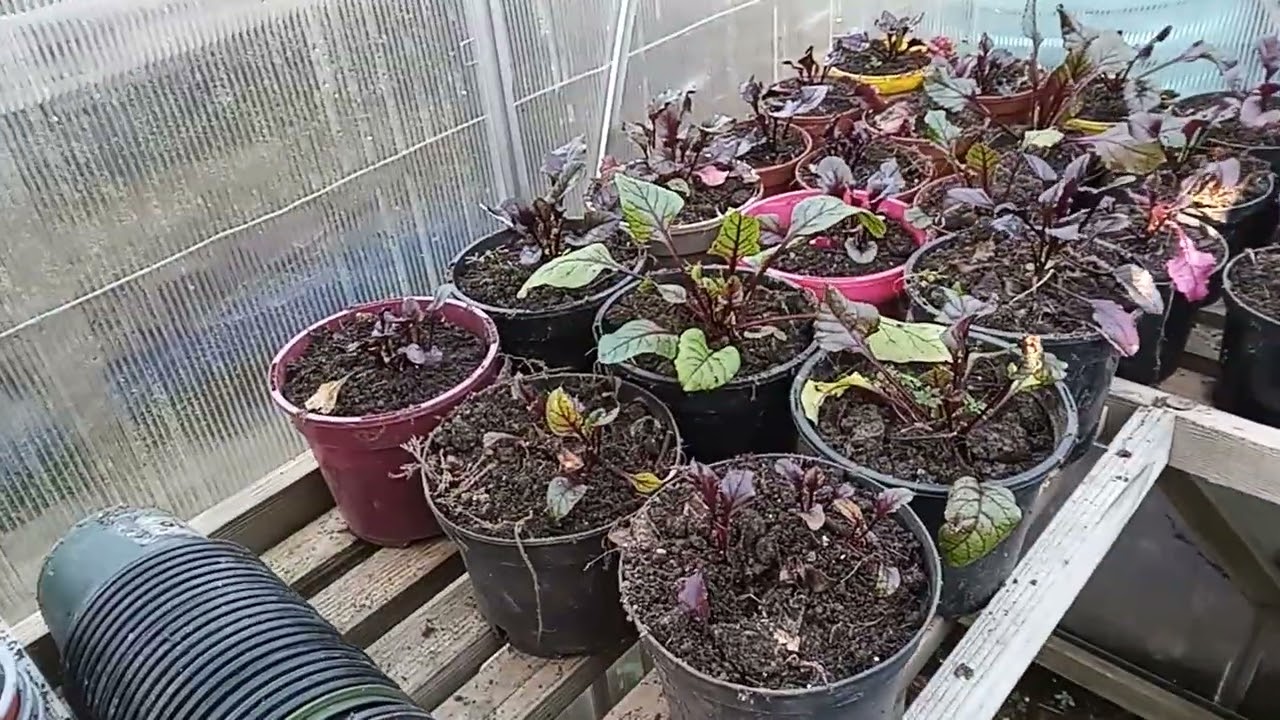 Potted up Beetroot and started Pepper seeds - December 2025