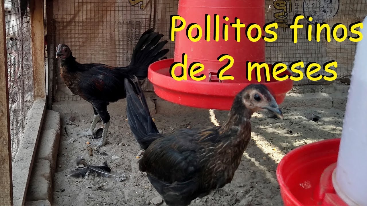 POLLITOS FINOS DE 2 MESES  *aves de corral