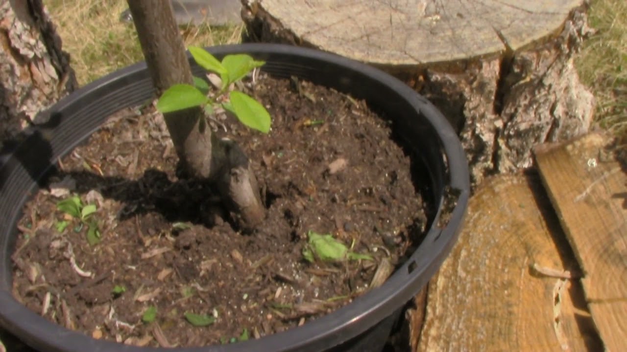 Planting the Mount Royal Plum