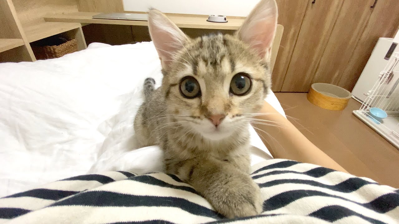 甘えんぼゲージがマックスになった子猫がこちら！