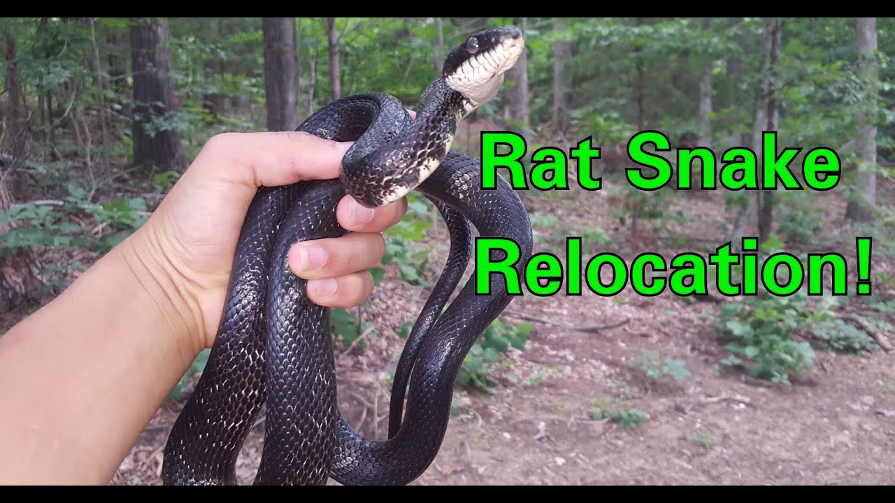 Black Rat Snake Bite + Relocation! (Wild Report Short)