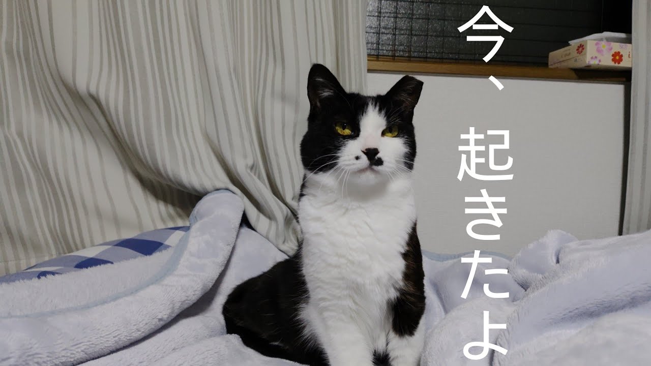 目覚める猫