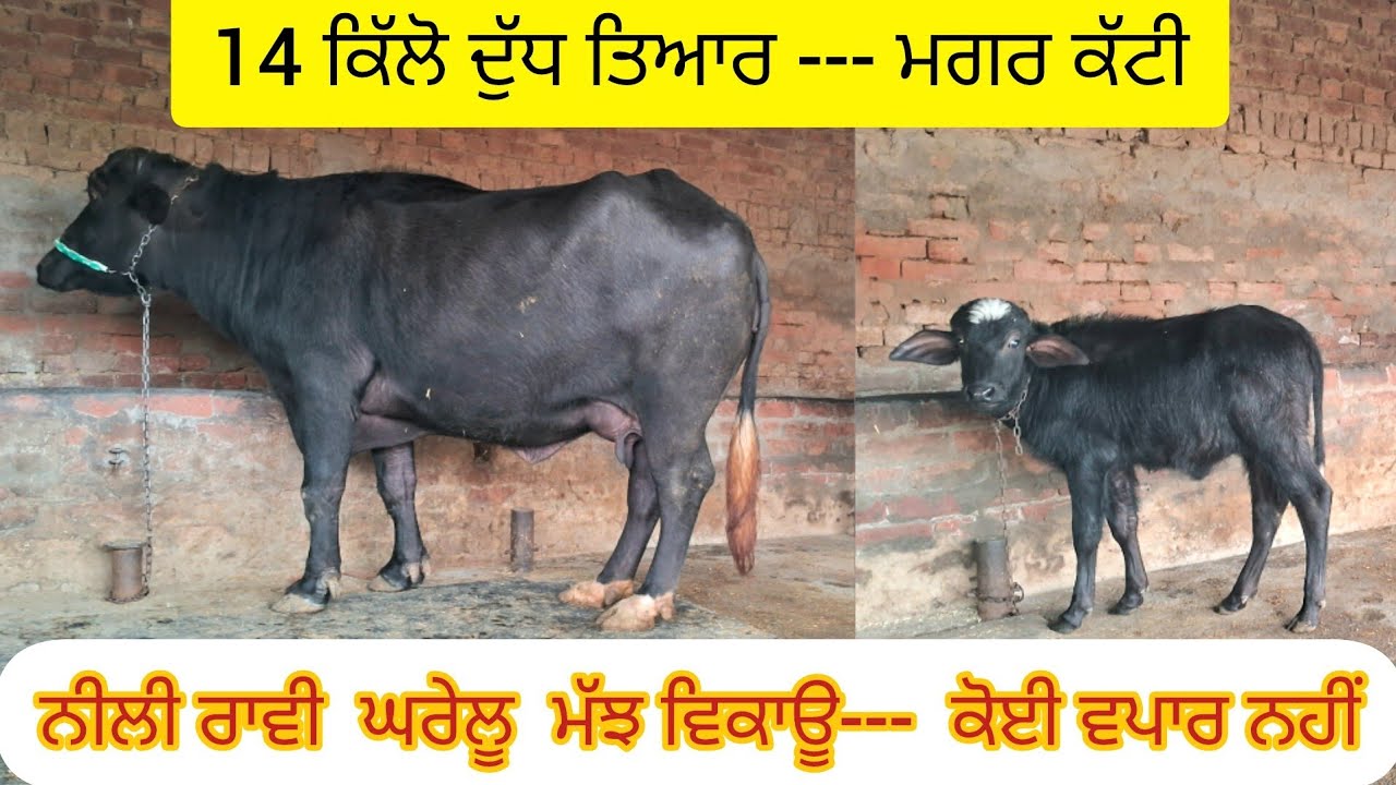 ਘਰੇਲੂ ਮੱਝ ਵਿਕਾਊ -- ਮਗਰ ਕੱਟੀ , 14 ਕਿੱਲੋ ਦੁੱਧ.  78891-57033  