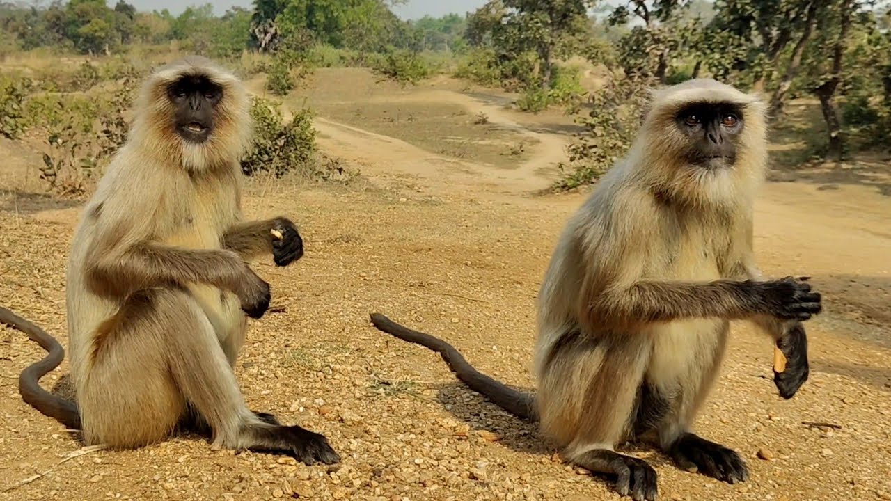 Two Gray Monkeys Eating Together | Peaceful Wildlife Moment
