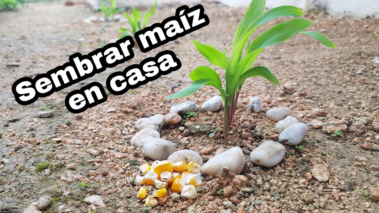COMO SEMBRAR MAIZ 2020 en CASA muy FACIL | Maíz en el PATIO | En el JARDIN | APRENDE a PLANTAR maíz