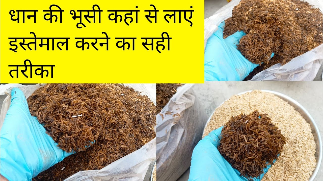 धान की भूसी कहां से लाएं और डीकम्पोज कैसे करें/How To Decompose Rice Husk with result.
