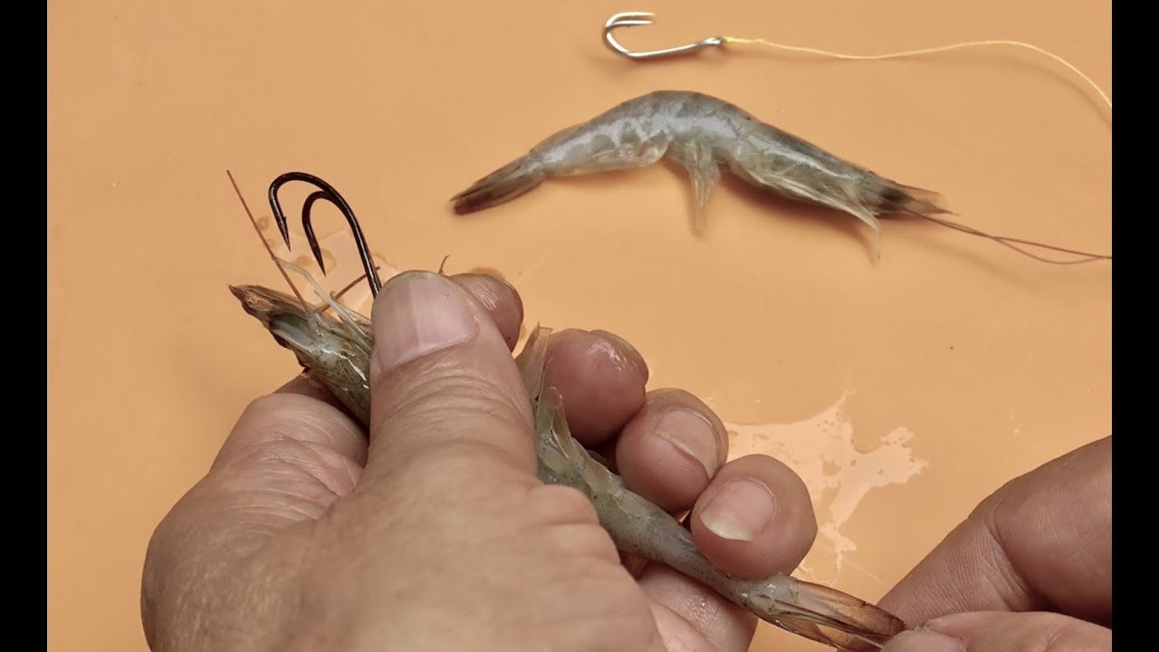 How To Hook Shrimp on Double Hooks - طعم الروبيان لخطاف مزدوج - Mồi Tôm Lưỡi Câu Kép