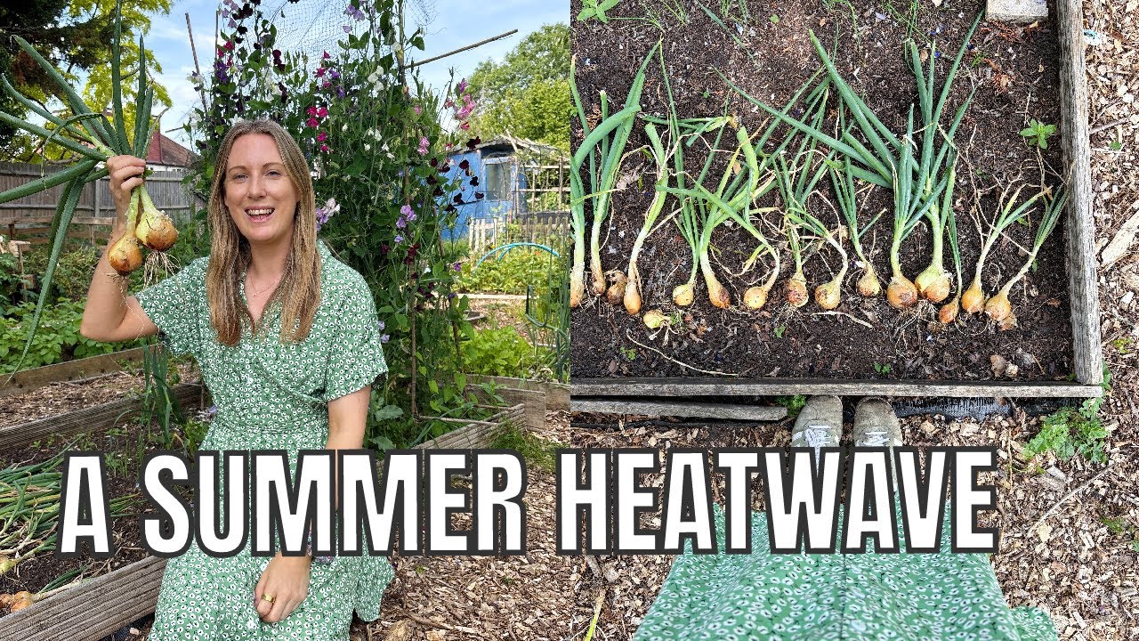 SUMMER HEATWAVE IN THE UK / ALLOTMENT GARDENING UK