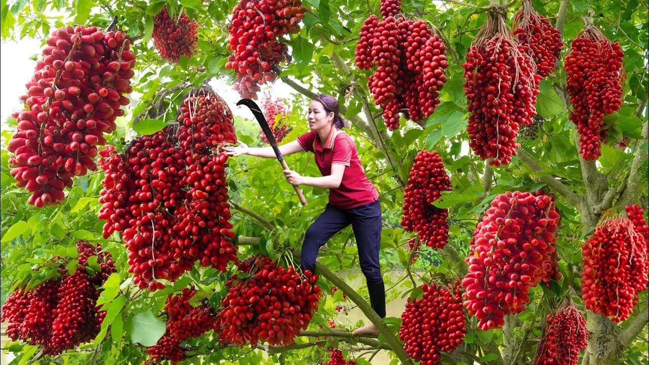 AMAZING! Harvesting strange fruit with red clusters | The most unique fruit of all time