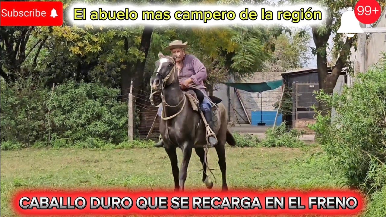 Freno paton para sujetar caballos sera la ¿ SOLUCIÓN ?✅️ ⚠️🇦🇷 