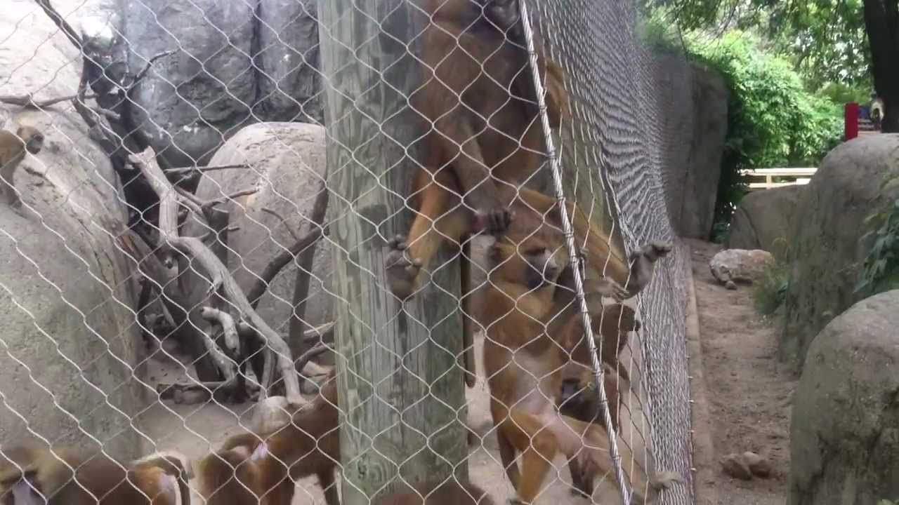 Guinea Baboons at the Indianapolis Zoo