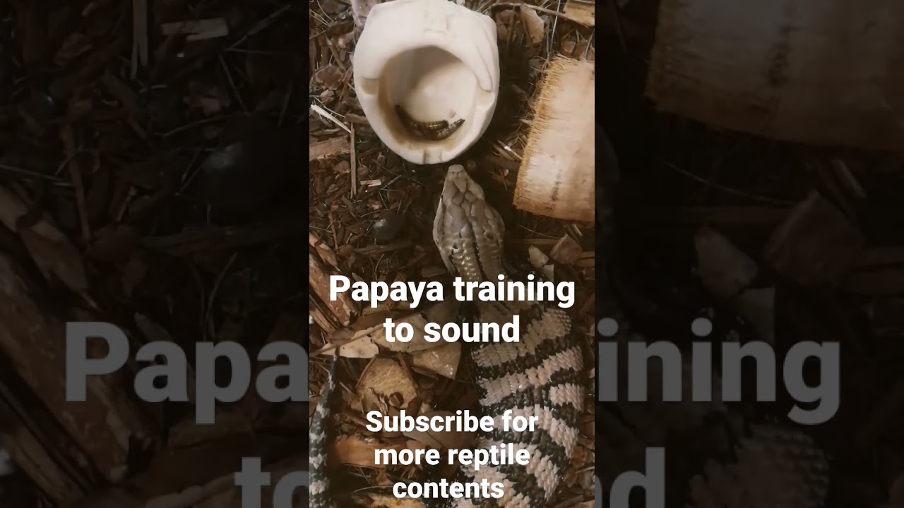 Papaya training