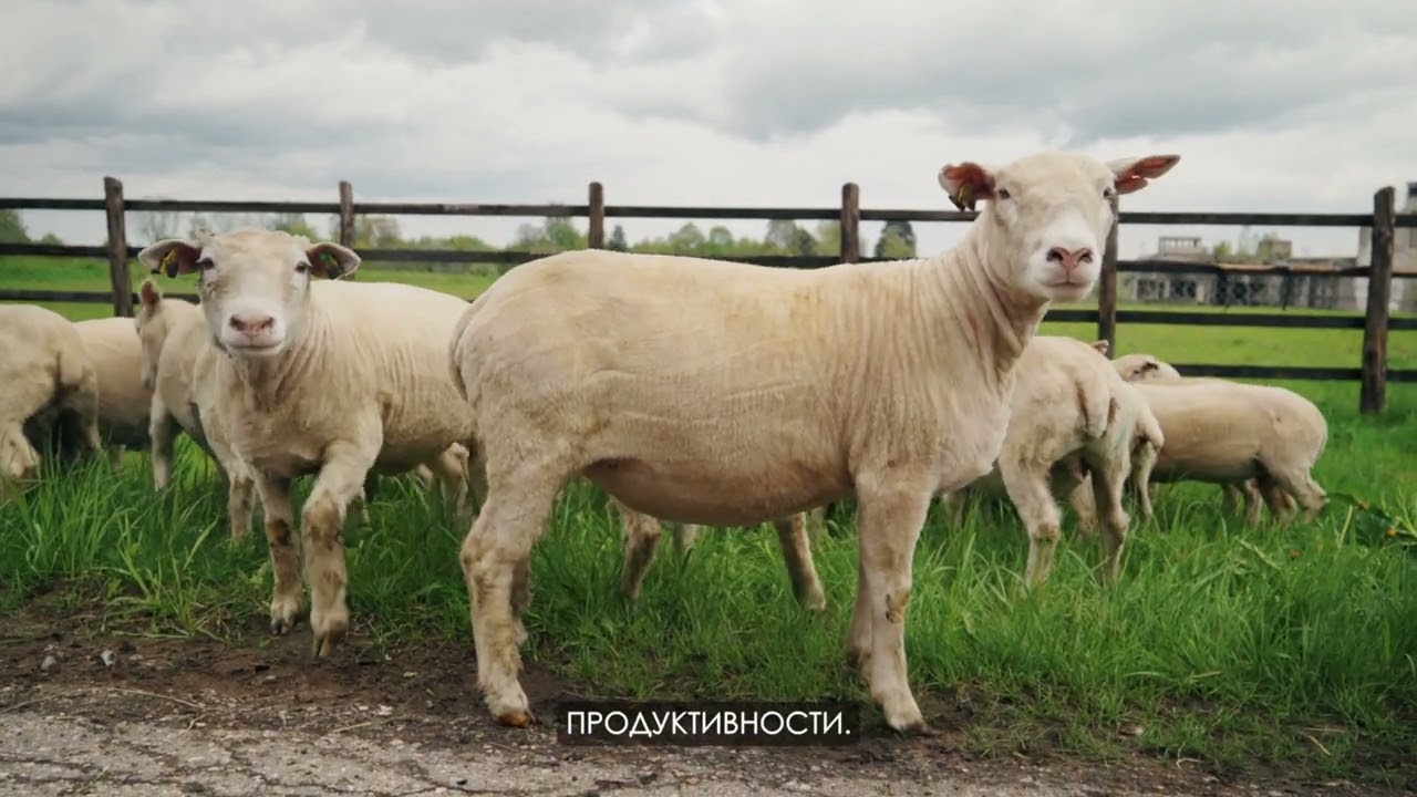 На территории Городокского района  Витебское племпредприятие занимается разведением племенных овец