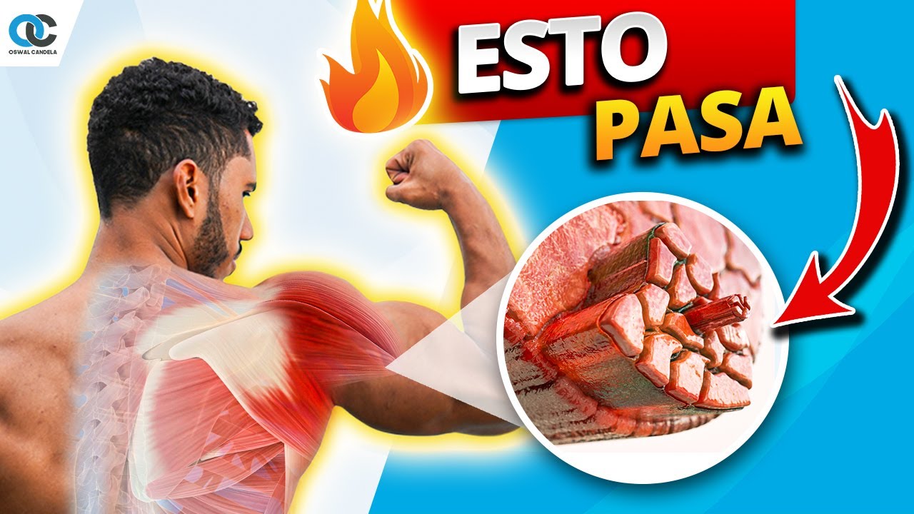 Esto pasa EXACTAMENTE EN TU CUERPO cuando ganas músculo