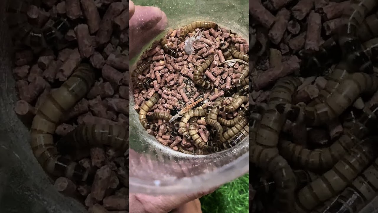 BAGONG PARES NG KALAPATI (feeders para sa mga monster fish ko) #MathewVijandre 