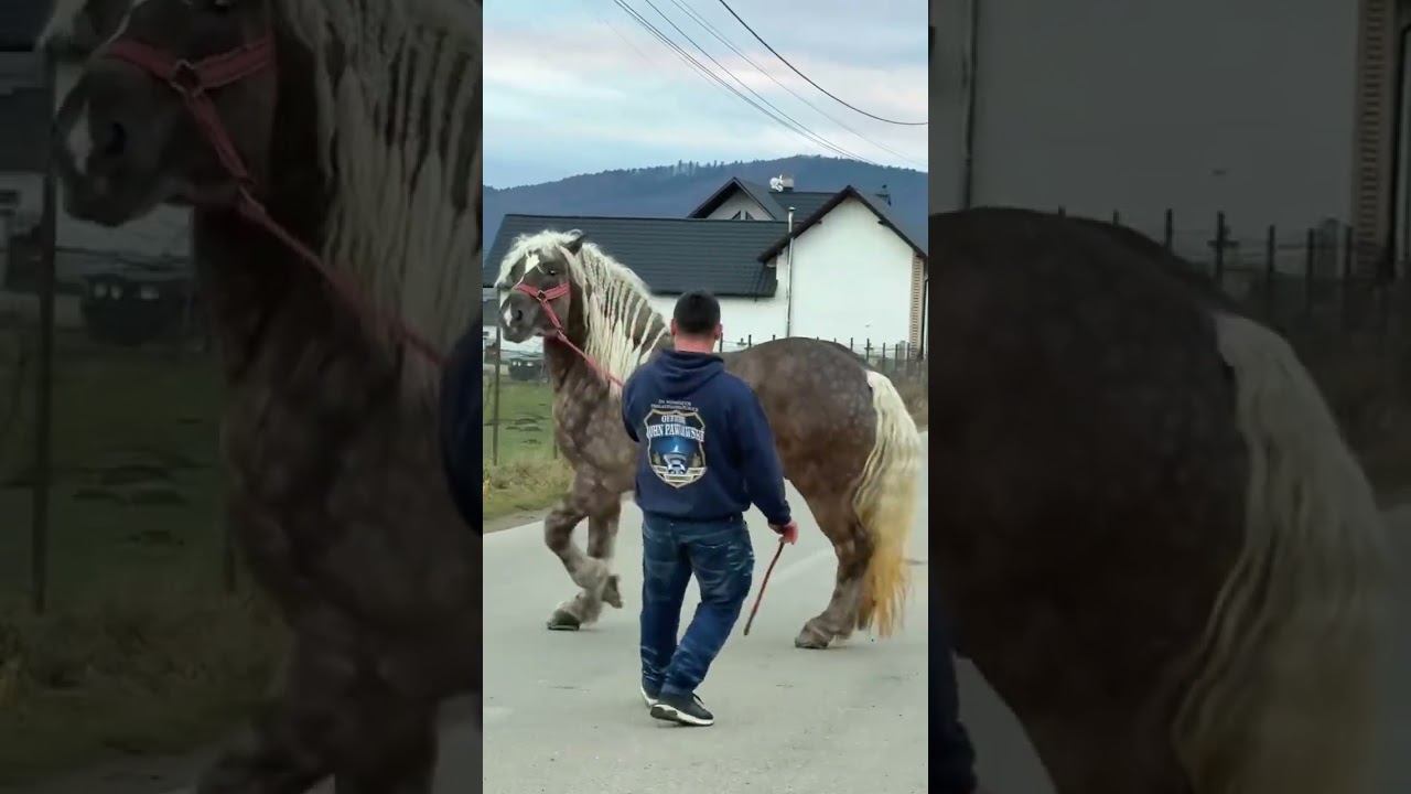 Best Ways To Improve Horse #horse #horseriding #fyp